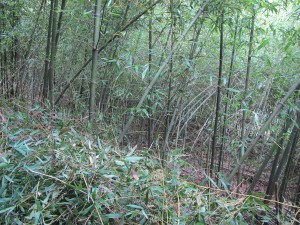 IMG_1506