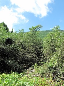 IMG_0693